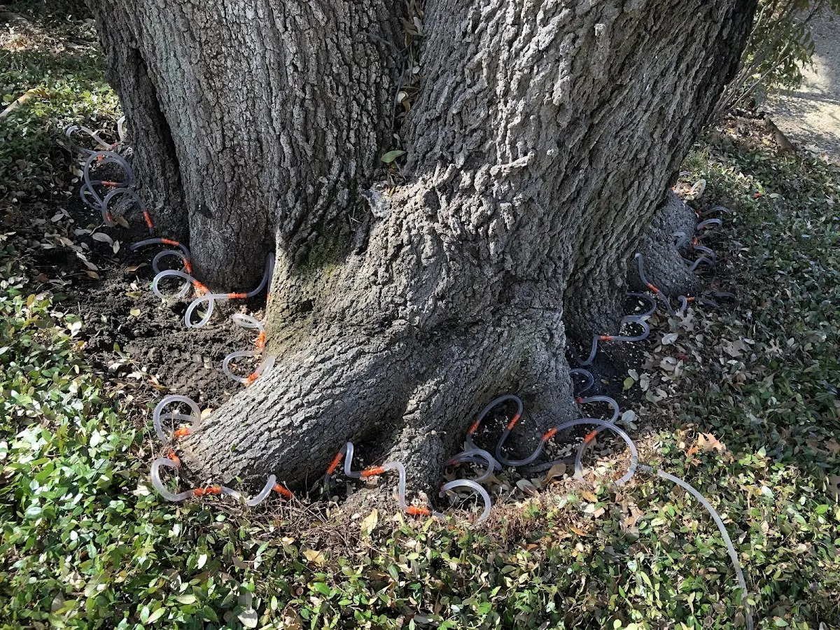 Detailed Tree Cabling and Bracing job site in Turbeville