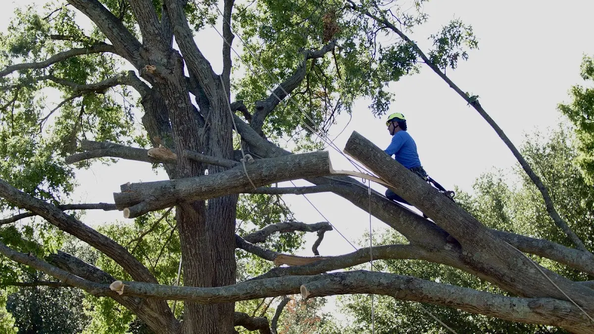 Professional Crown Thinning performed by certified arborists in Turbeville