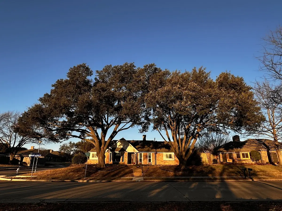 Established residential canopy tree shading a home in Turbeville